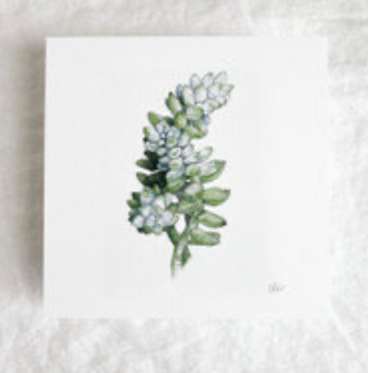 Succulents Mini Print