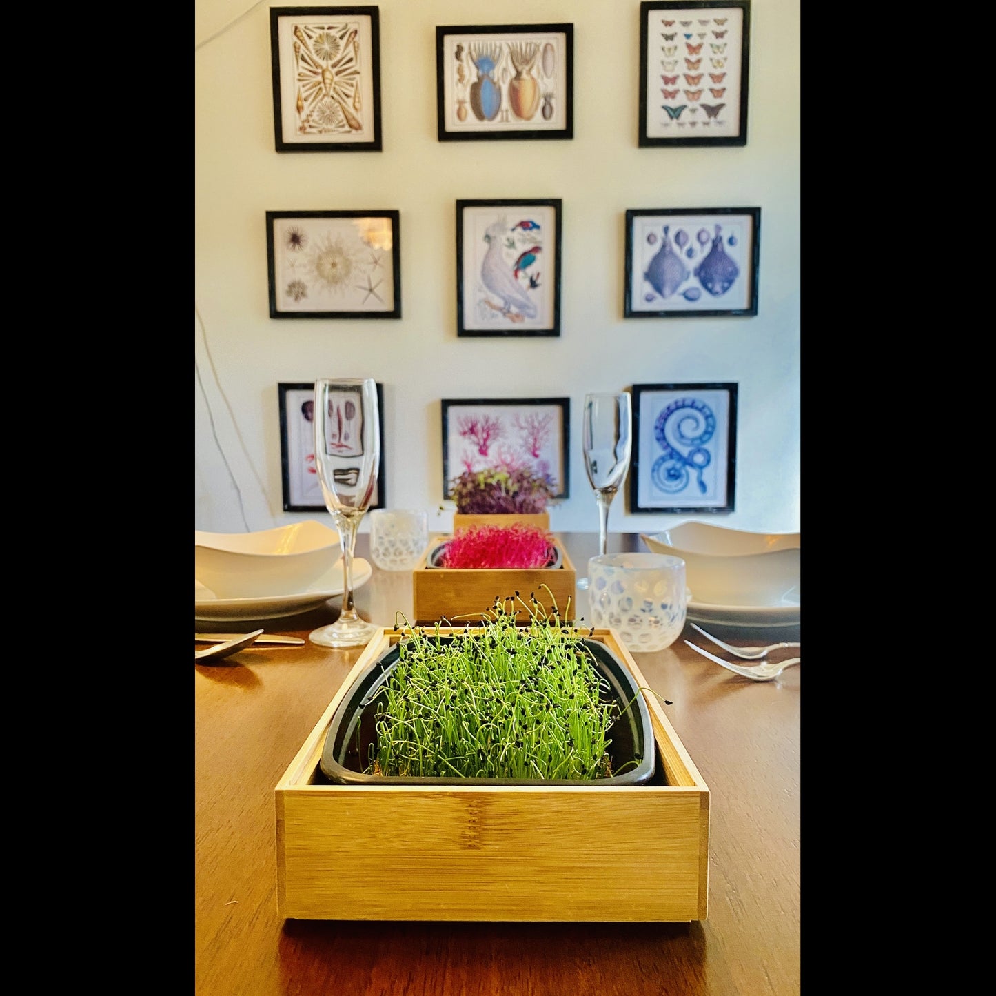 Bamboo Planter for Microgreens Kit