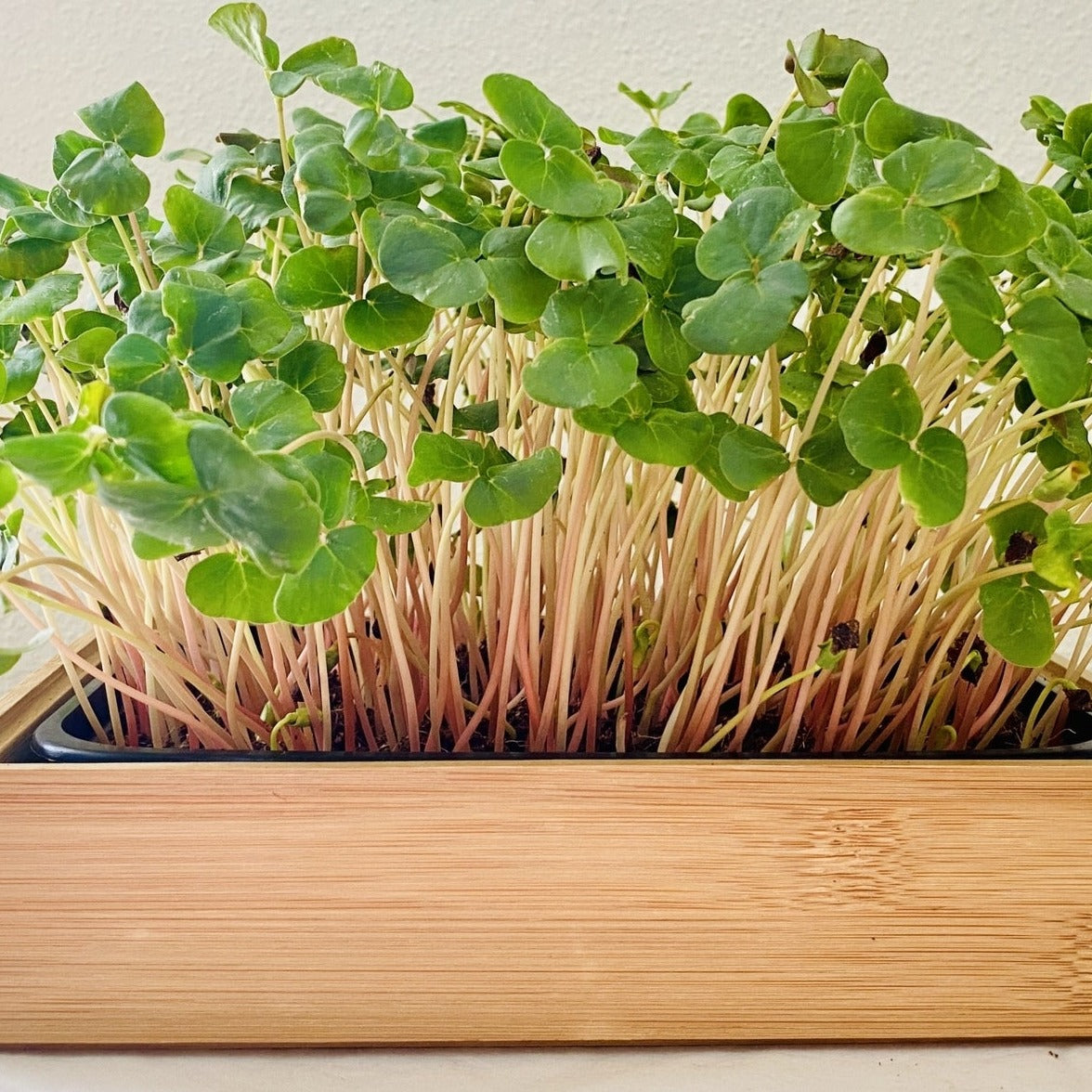 Grow Your Own Microgreens Kit