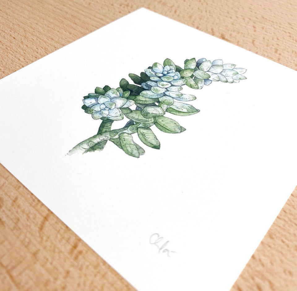 Succulents Mini Print