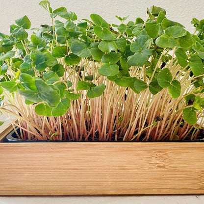 Bamboo Planter for Microgreens Kit