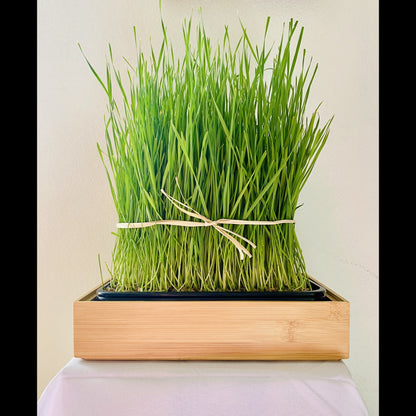Bamboo Planter for Microgreens Kit