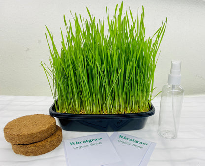 Grow Your Own Wheatgrass Kit
